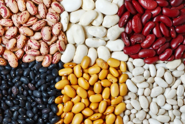 UK Dry Bean Prices Drop to $1,158 per Ton